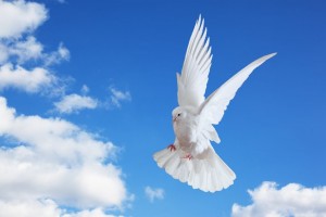 White Dove Release Colorado • Home