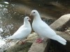 White Dove Release Colorado • Home